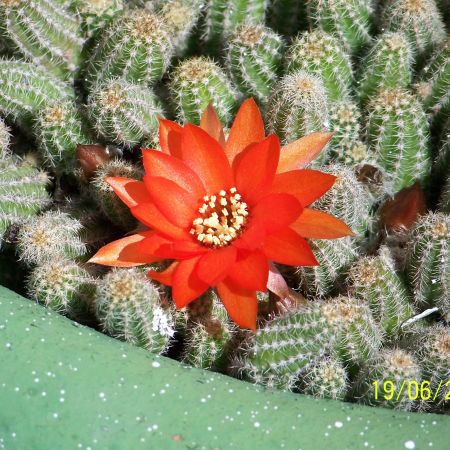 paradisul florilor